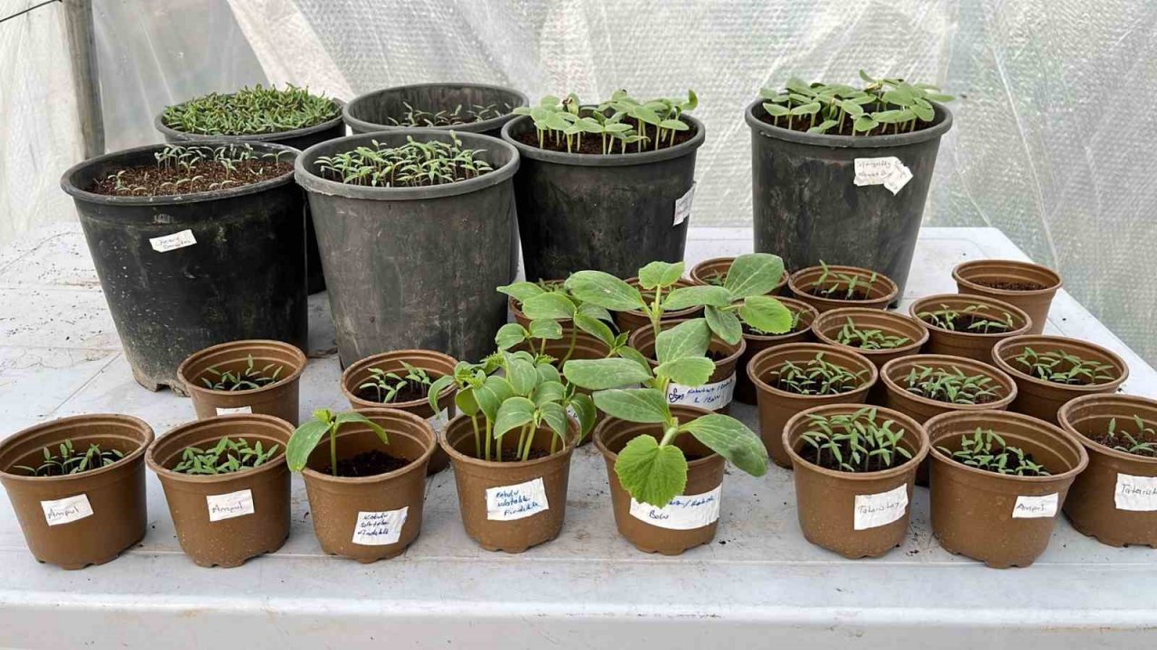 Safranbolu’da yerli tohumda rekor seviye