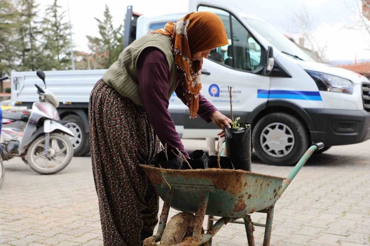 Korkuteli’de antepfıstığı yetiştiriciliği yapılacak