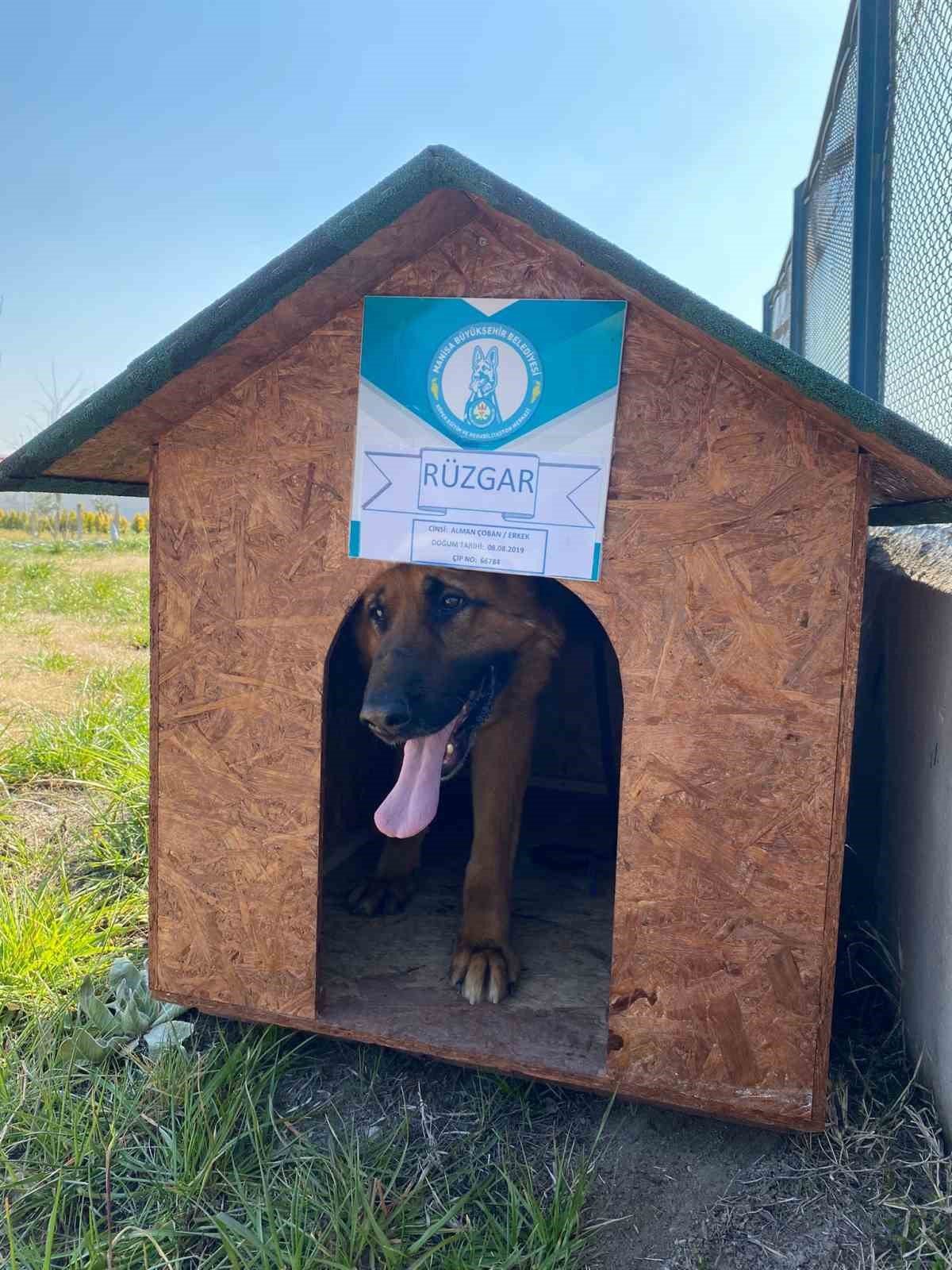 Eğitimlerini tamamlayan 2 köpek jandarmaya sahiplendirildi