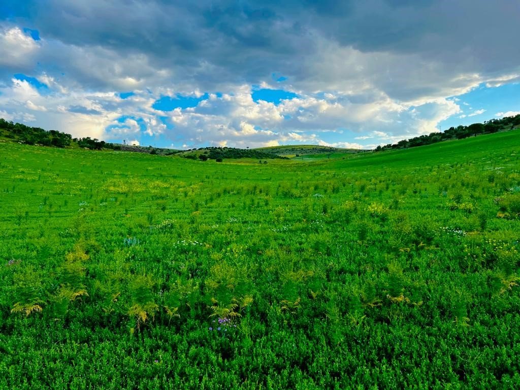 Mazıdağı ilkbaharın renklerine büründü