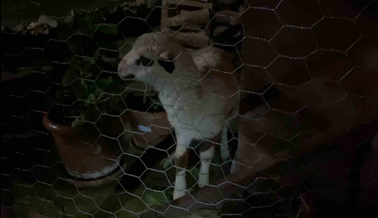 Sinop’ta ahır ve ambar yangını