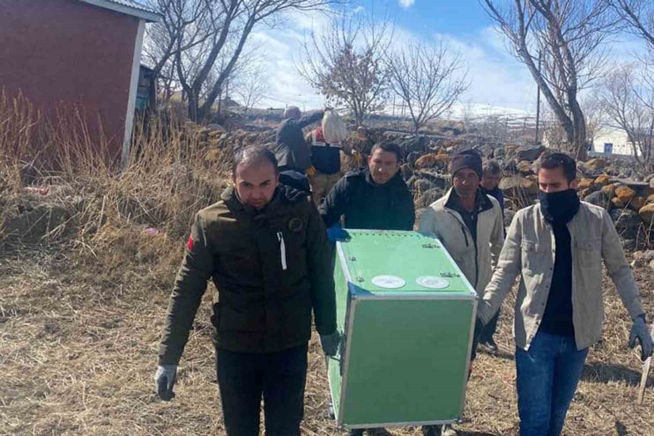 Ardahan’da bulunan yaralı kurt tedavi altına alındı