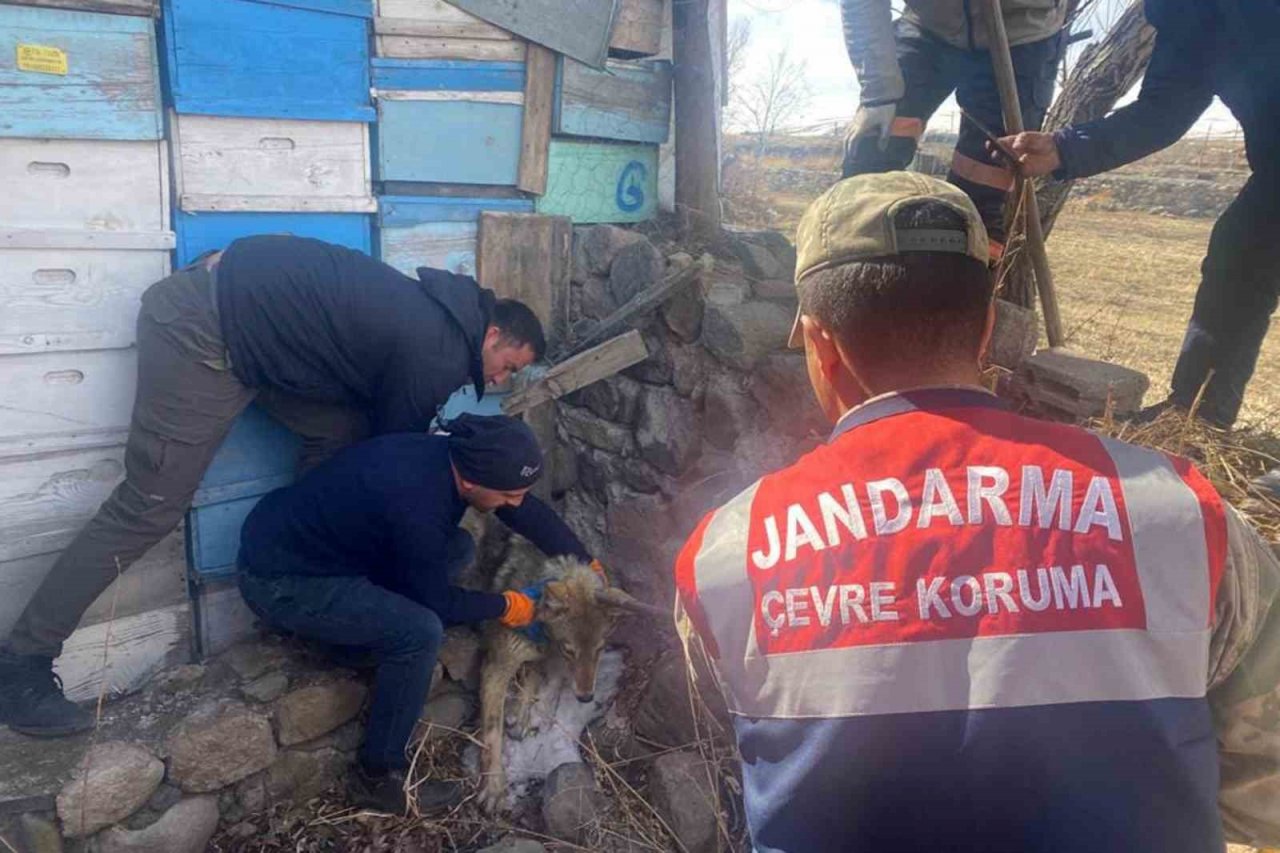 Ardahan’da bulunan yaralı kurt tedavi altına alındı