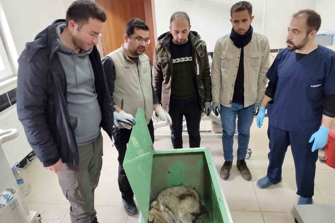 Ardahan’da bulunan yaralı kurt tedavi altına alındı