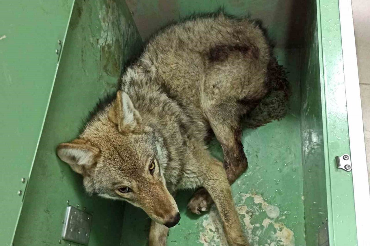 Ardahan’da bulunan yaralı kurt tedavi altına alındı