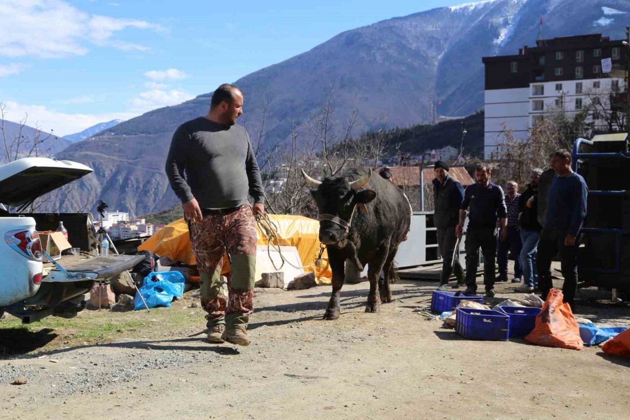 Boğalara güreş öncesi tırnak bakımı