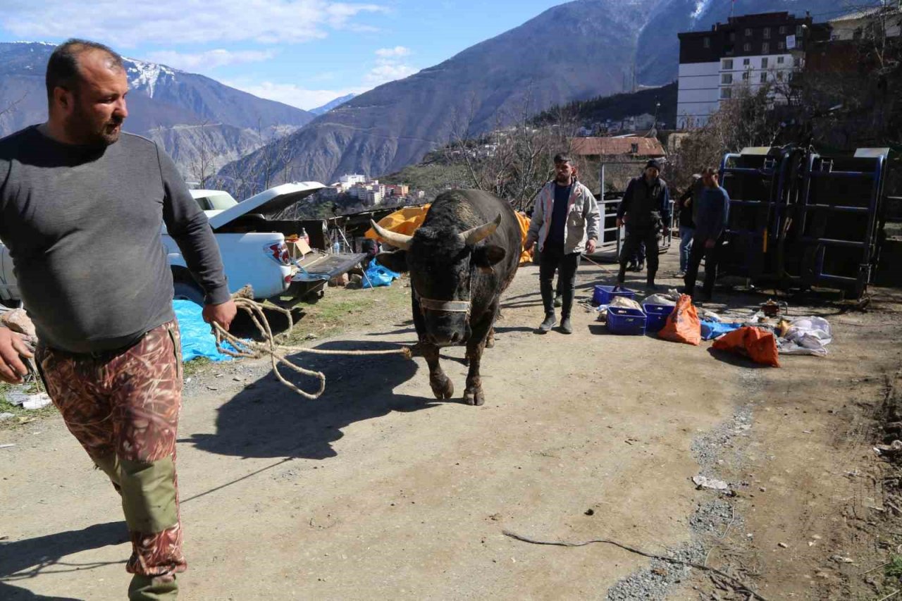 Boğalara güreş öncesi tırnak bakımı