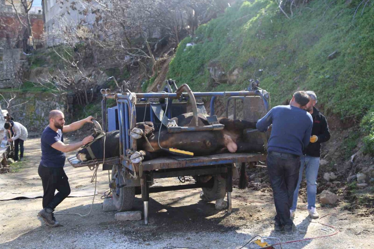 Boğalara güreş öncesi tırnak bakımı