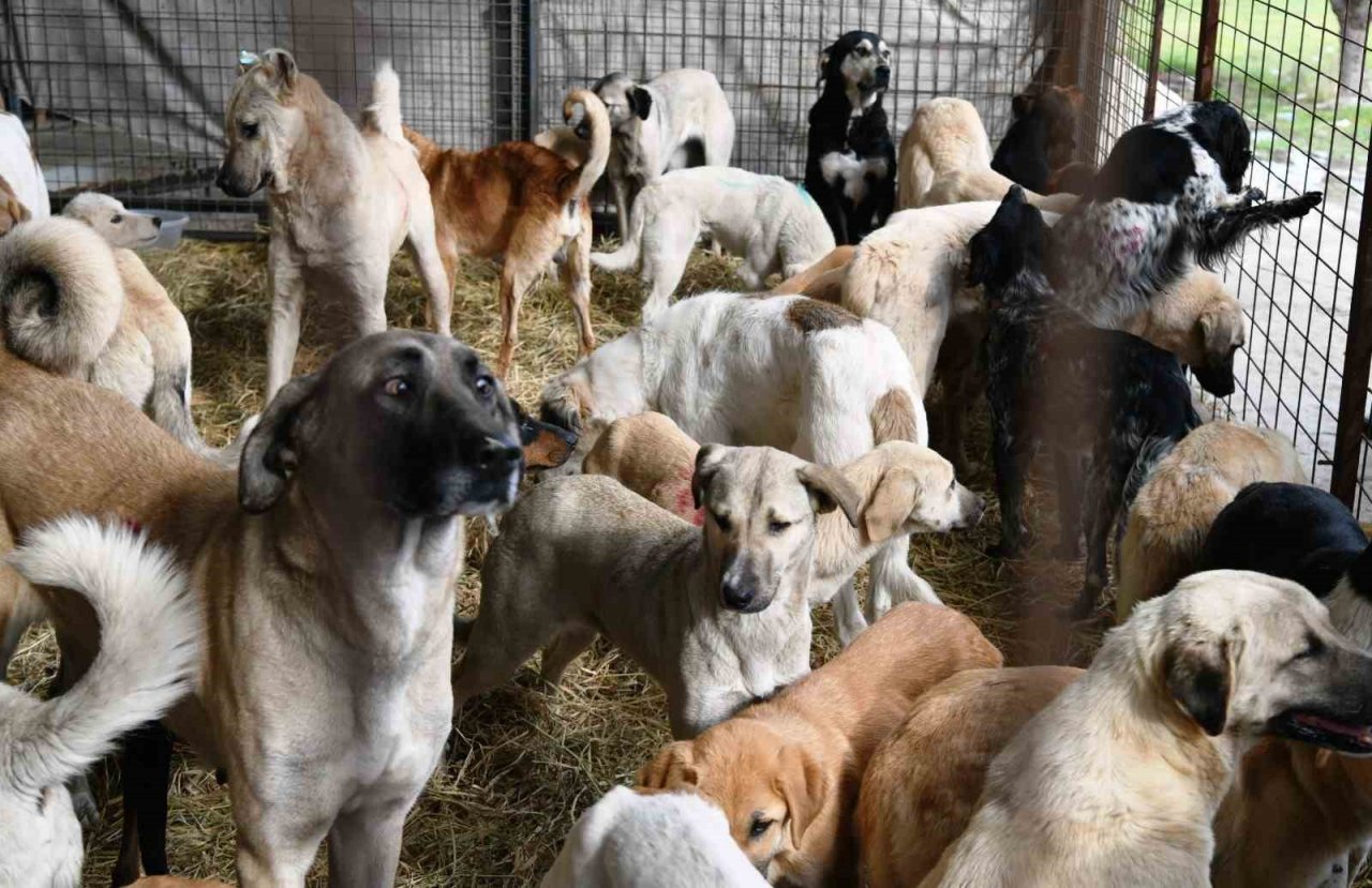 Çanakkale’de kırsalda 10 bin sokak hayvanını kısırlaştırma çalışmaları sürüyor