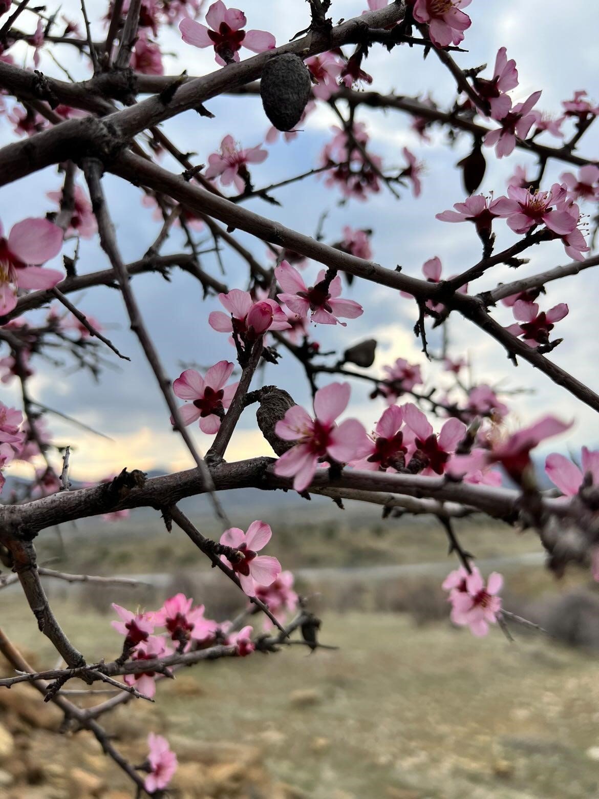 Baharla birlikte çiçek açan bademler, çiftçileri kara kara düşündürüyor