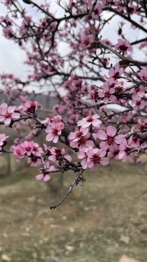 Baharla birlikte çiçek açan bademler, çiftçileri kara kara düşündürüyor