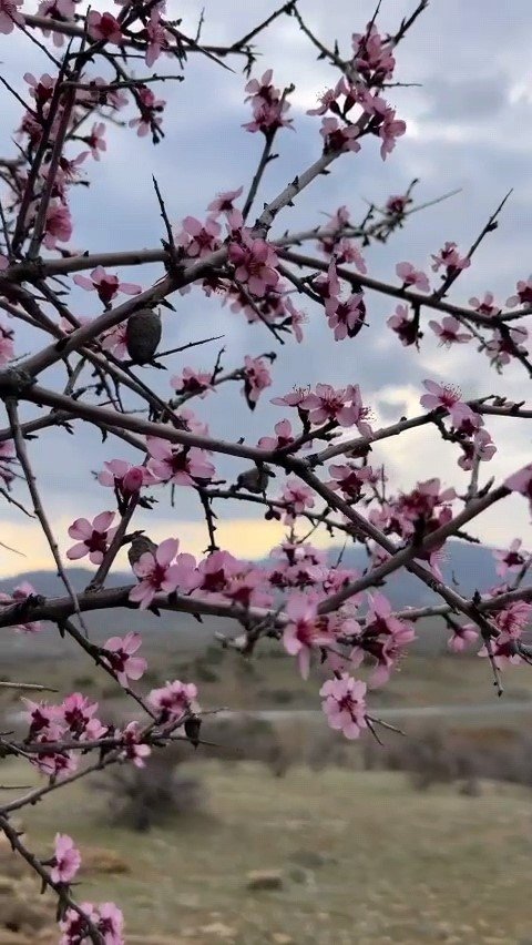 Baharla birlikte çiçek açan bademler, çiftçileri kara kara düşündürüyor