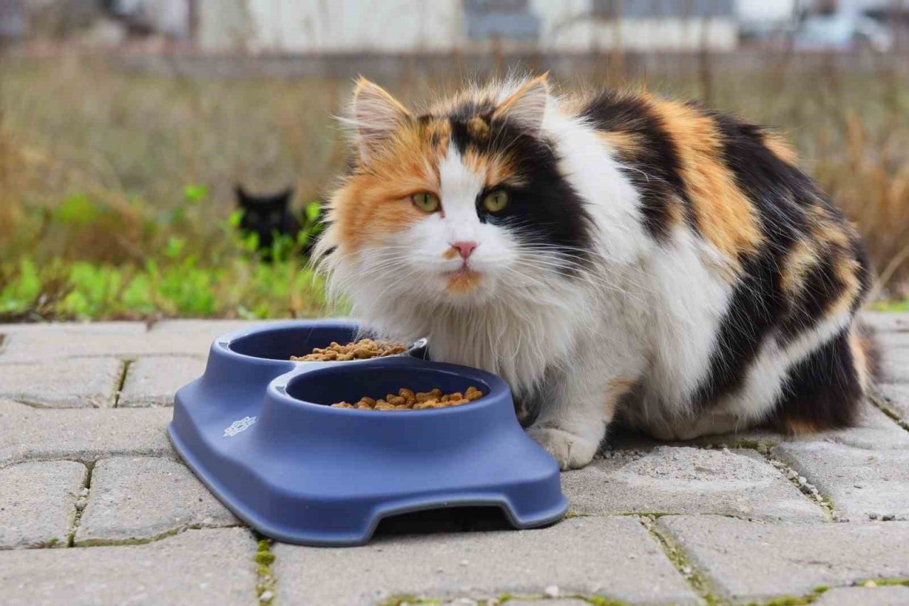 Karesi Belediyesi atıklardan sokak hayvanlarına kulübe yapıyor