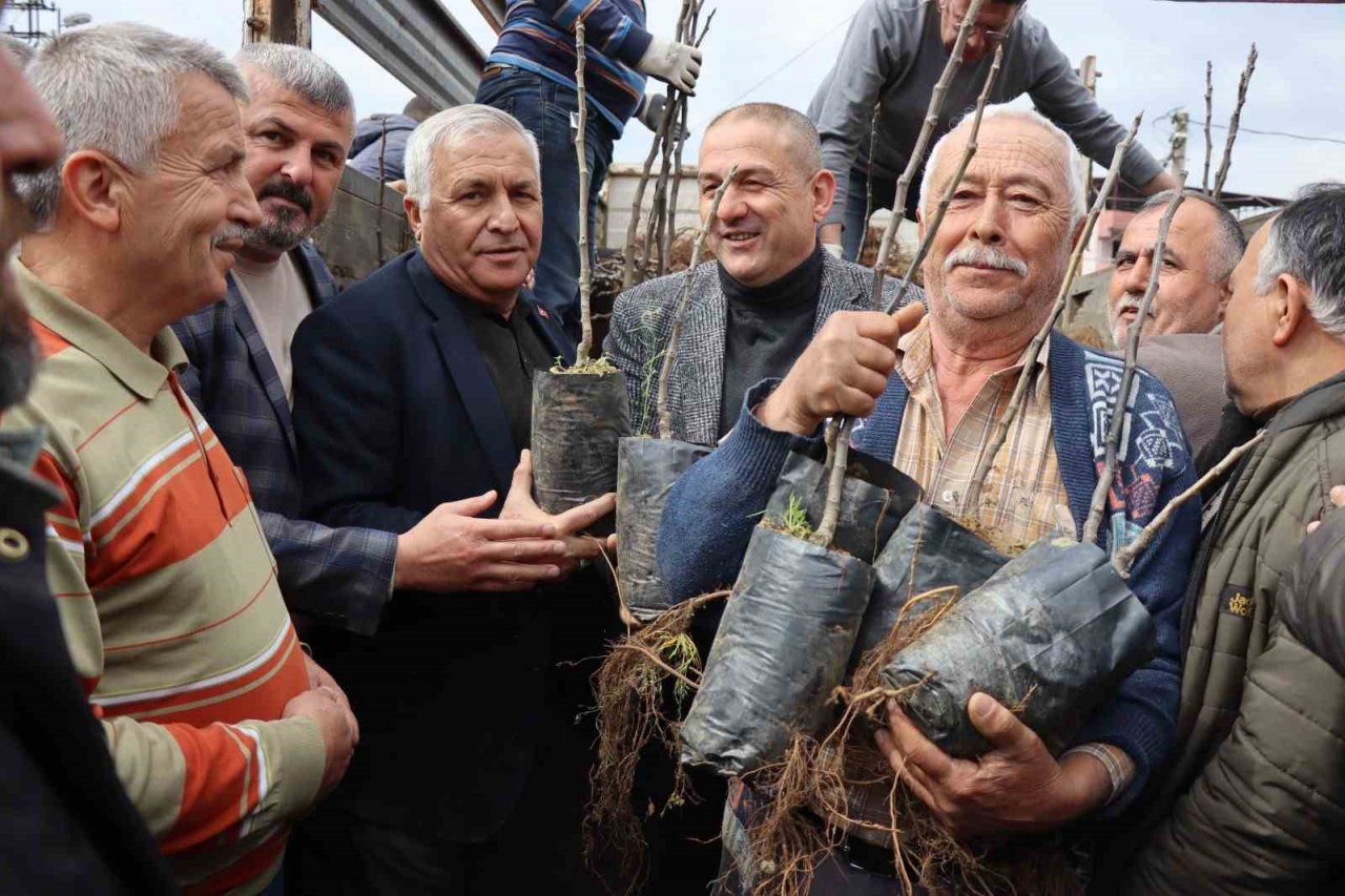 Nazilli Belediyesi’nden üreticilere 30 bin incir fidanı