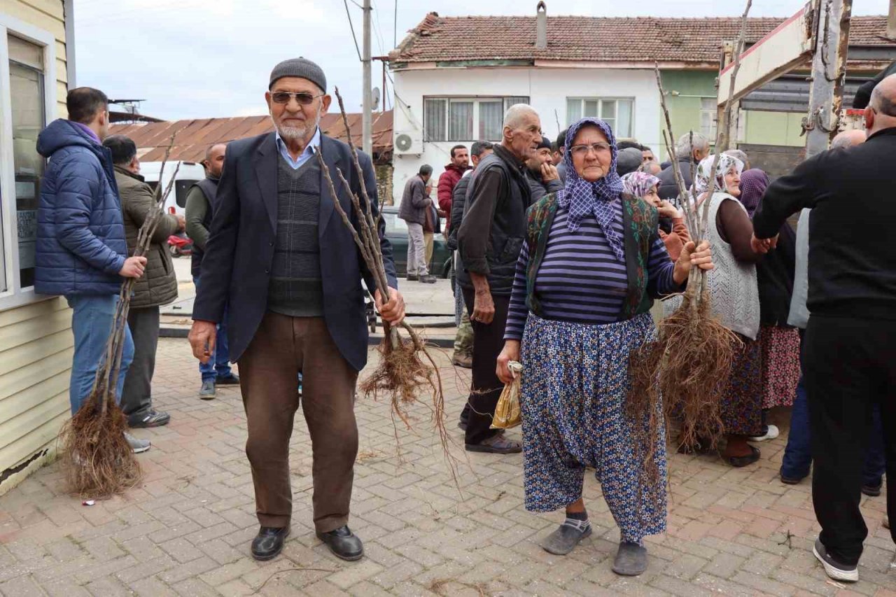 Nazilli Belediyesi’nden üreticilere 30 bin incir fidanı