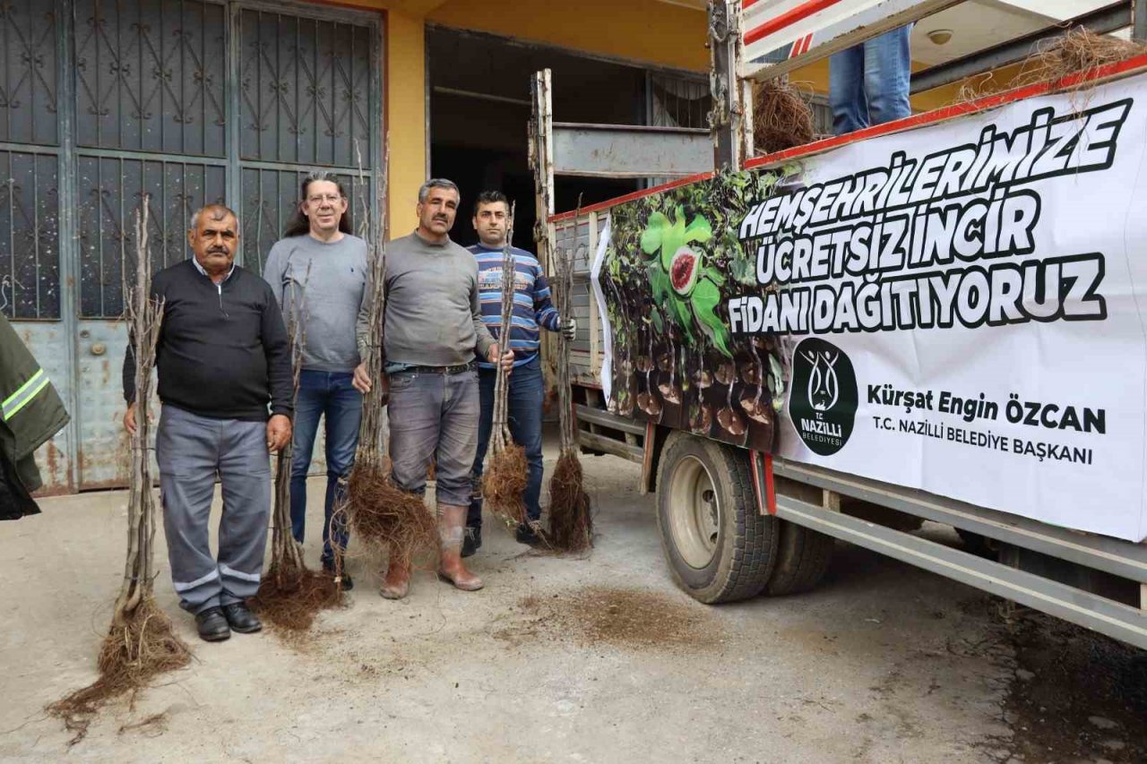 Nazilli Belediyesi’nden üreticilere 30 bin incir fidanı