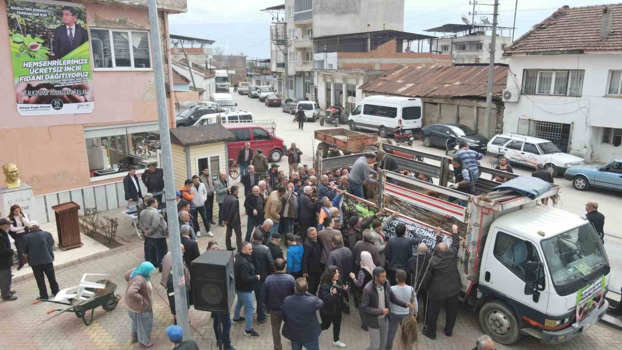 Nazilli Belediyesi’nden üreticilere 30 bin incir fidanı