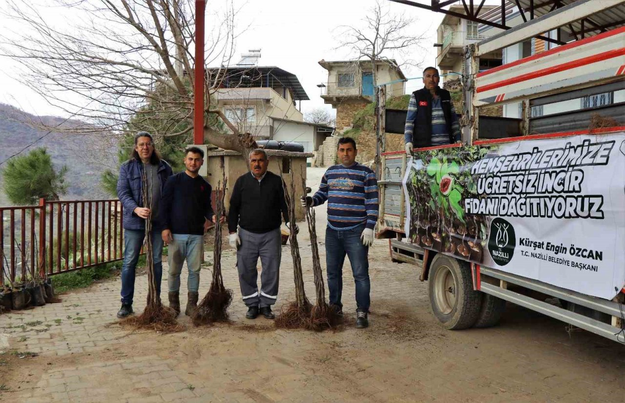 Nazilli Belediyesi’nden üreticilere 30 bin incir fidanı