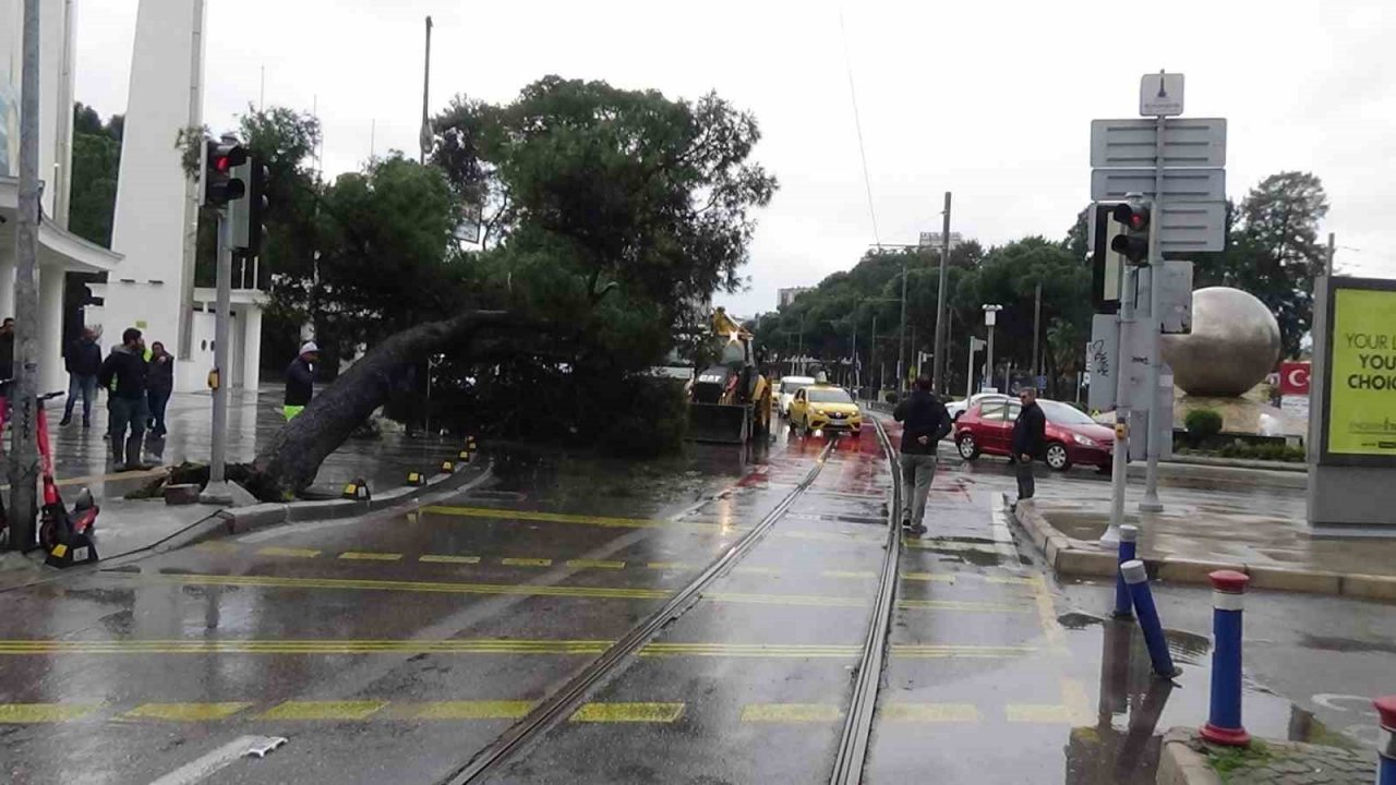 Kültürpark önündeki ağaç bir anda devrildi