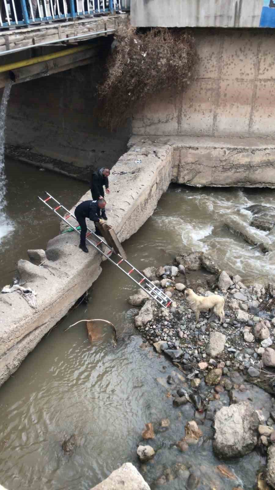 Oltu Çayı’nda köpek kurtarma operasyonu