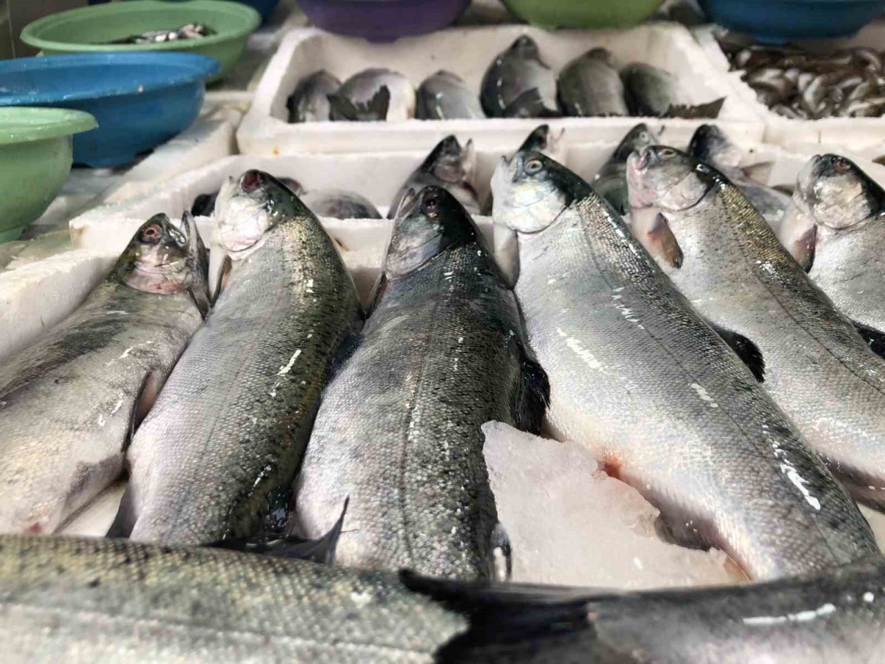 Trabzon’un kaçak somonları Rizeliler’in yüzünü güldürüyor