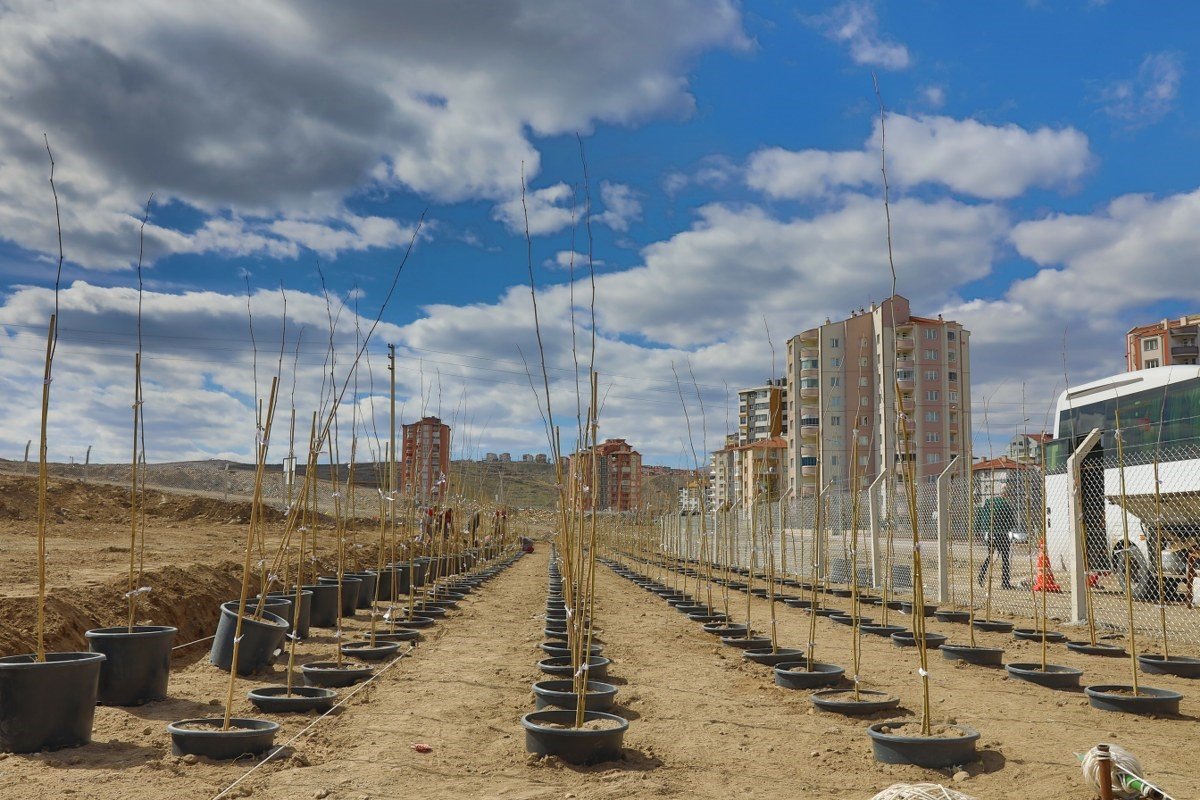 4 bin 500 Adet çınar fidanı Melikgazi’ye ağaç olacak