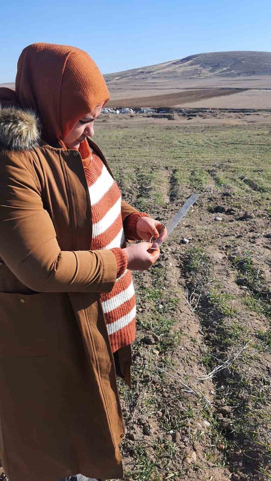 Arpa ve buğdayın ürün verimliğinin analizi yapıldı