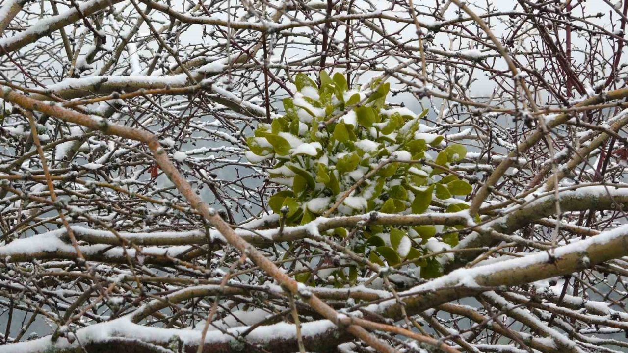 Kütahya’ya Mart karı