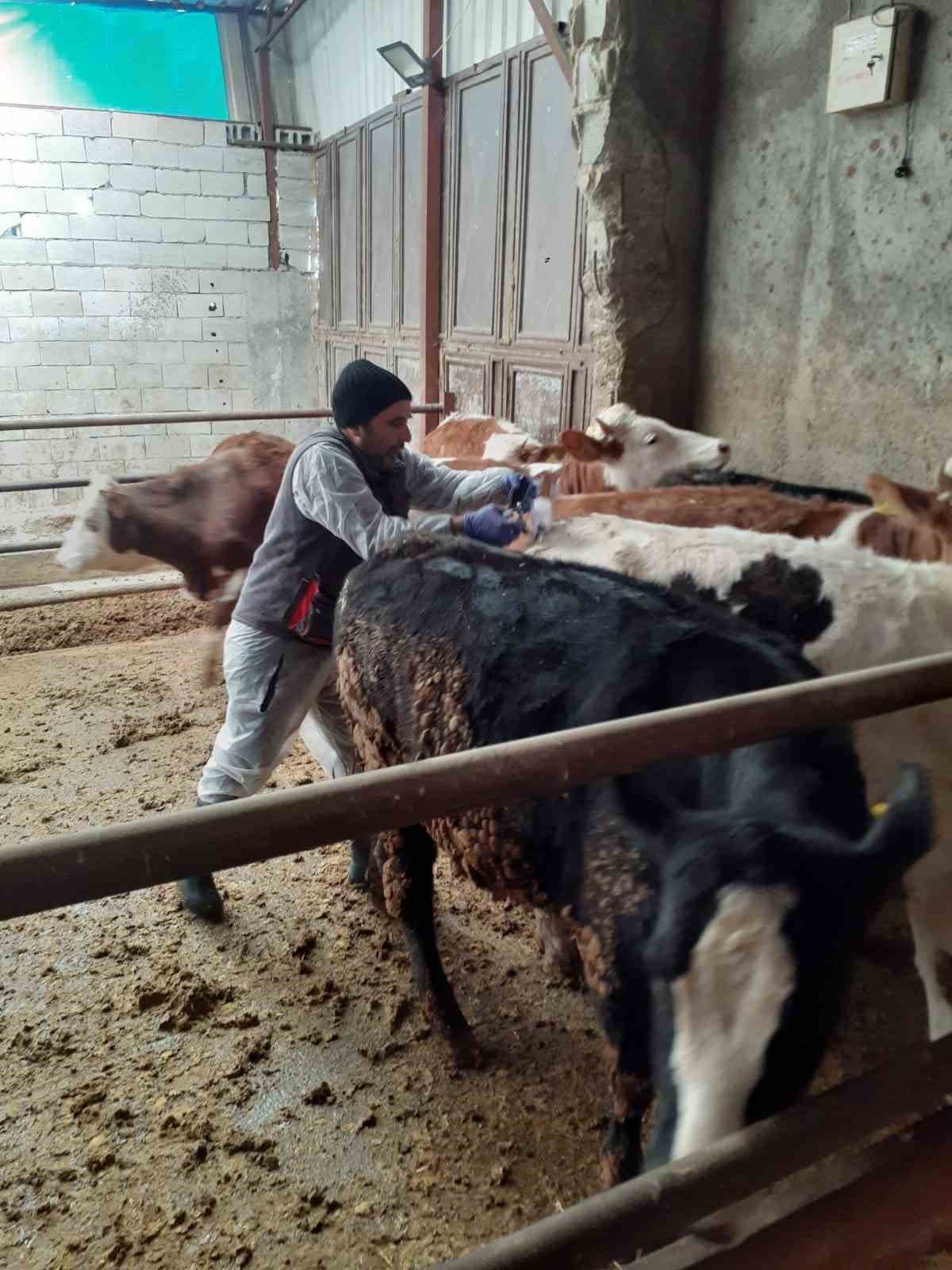 Aydın İl Tarım ekipleri deprem bölgesindeki çalışmalarını sürdürüyor