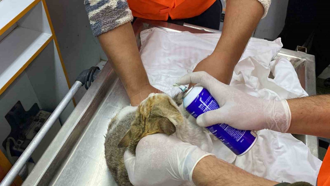 Antalya Büyükşehir Belediyesi veterinerleri Gaziantep’te