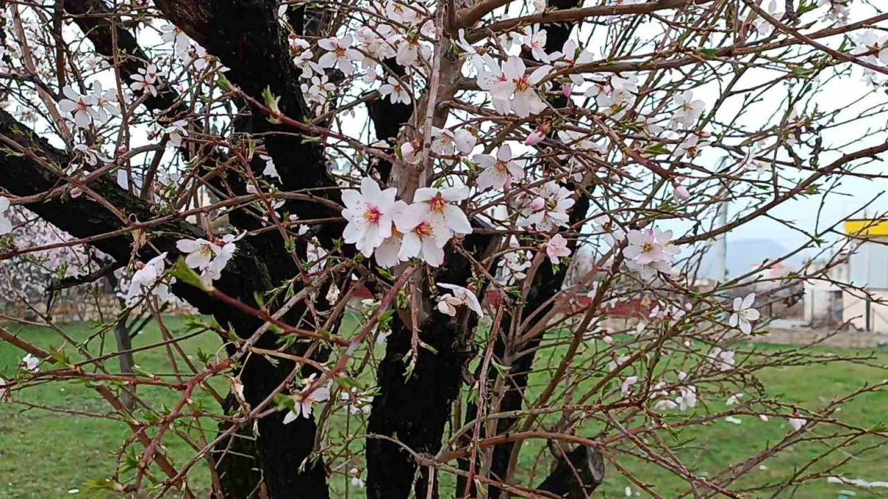 Dicle’de ağaçlarda renk cümbüşü oluştu