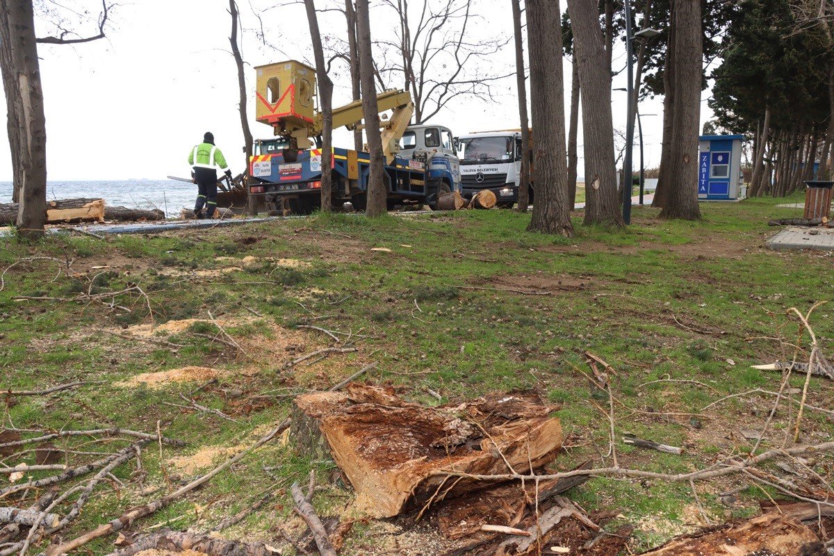 Yalova’da fırtınada zarar gören ağaçların yerinde yeni fidanlar yeşerecek