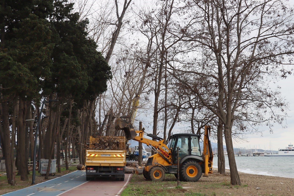Yalova’da fırtınada zarar gören ağaçların yerinde yeni fidanlar yeşerecek