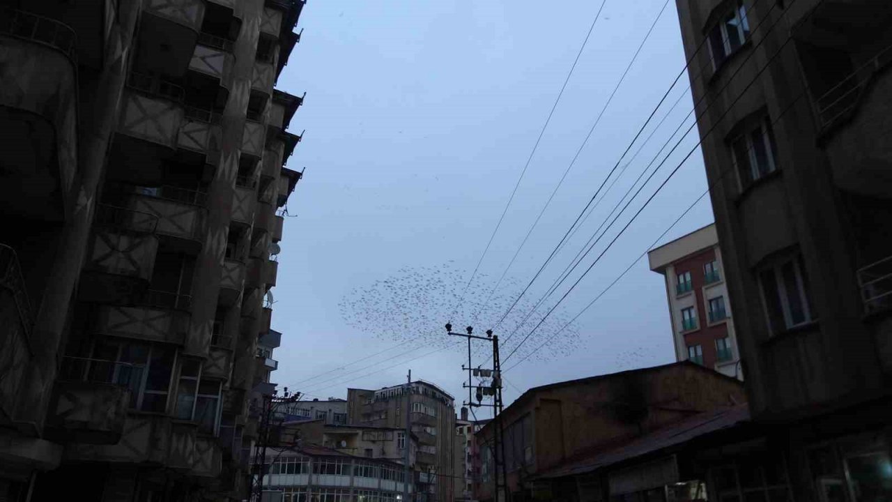 Sığırcık kuşlarının gökyüzündeki dansı hayran bıraktı