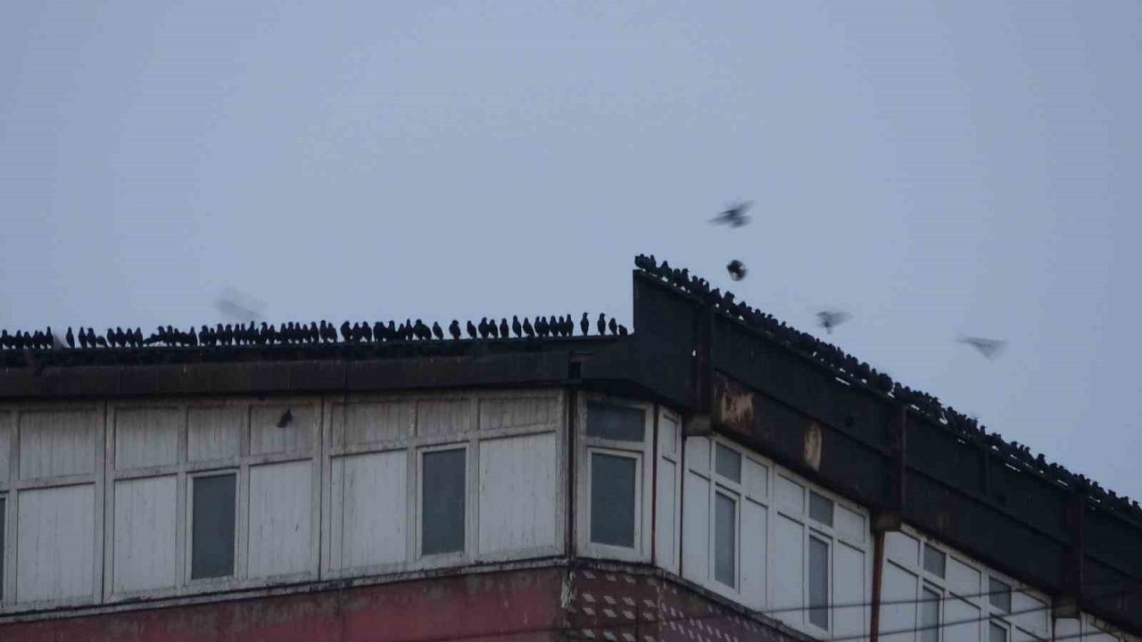 Sığırcık kuşlarının gökyüzündeki dansı hayran bıraktı