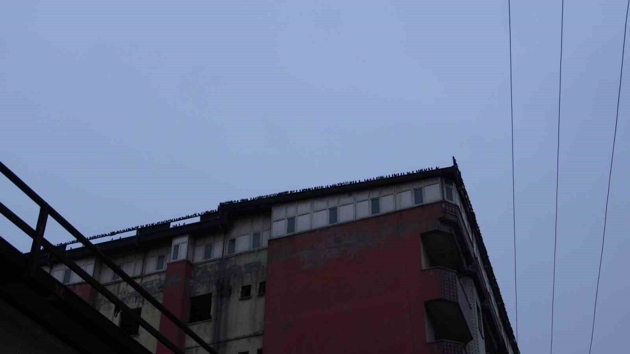 Sığırcık kuşlarının gökyüzündeki dansı hayran bıraktı