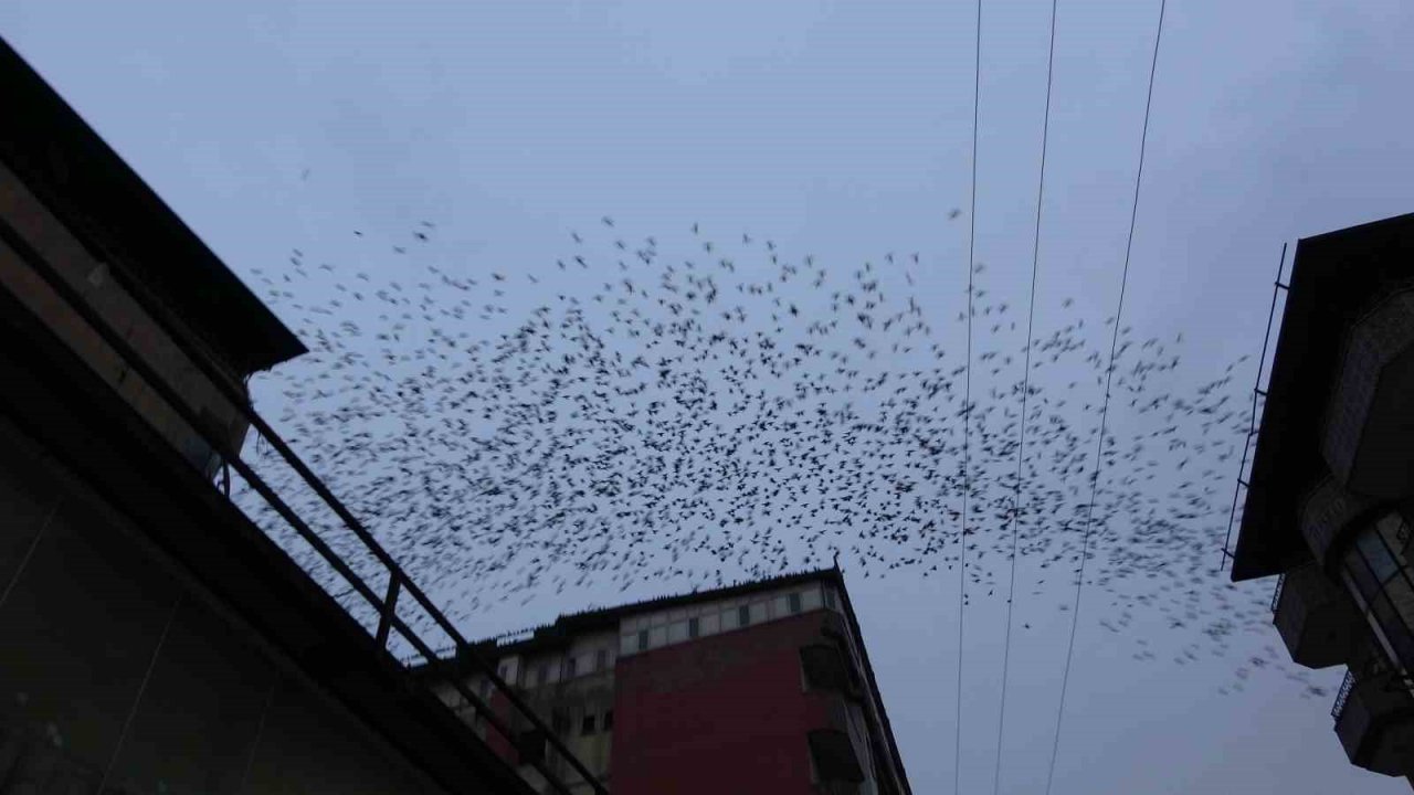 Sığırcık kuşlarının gökyüzündeki dansı hayran bıraktı