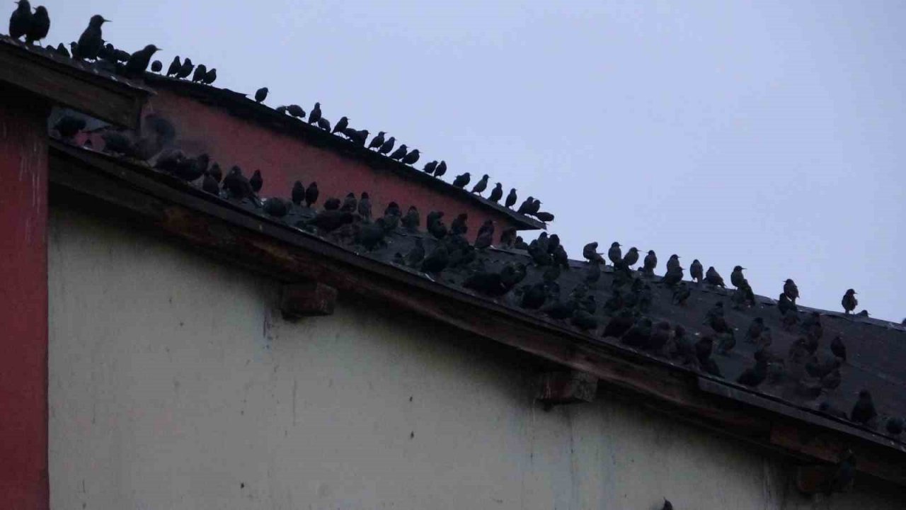 Sığırcık kuşlarının gökyüzündeki dansı hayran bıraktı