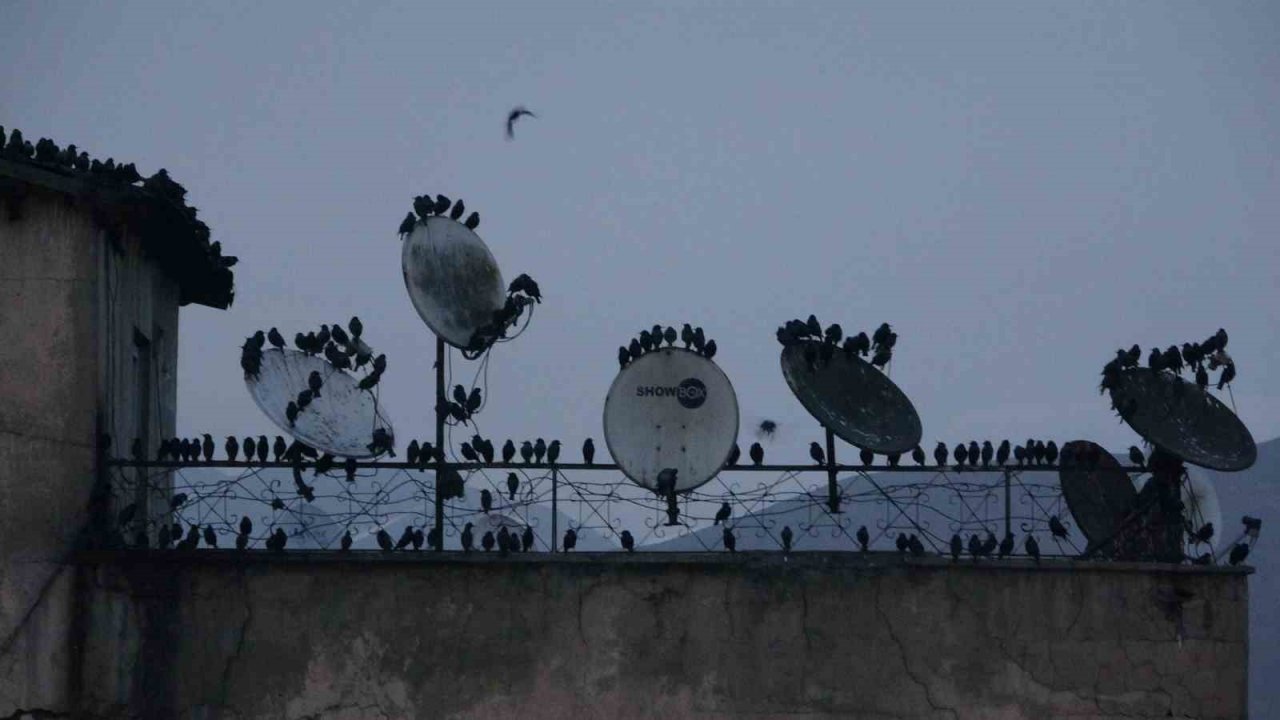 Sığırcık kuşlarının gökyüzündeki dansı hayran bıraktı