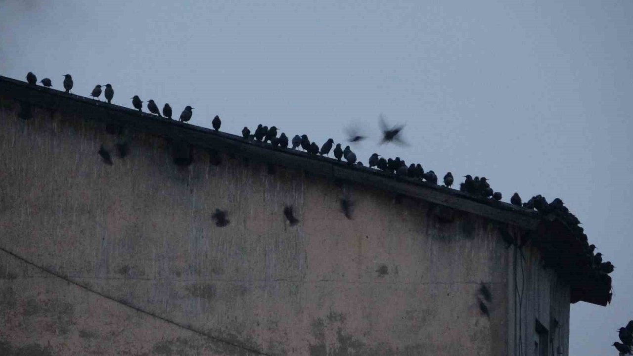 Sığırcık kuşlarının gökyüzündeki dansı hayran bıraktı