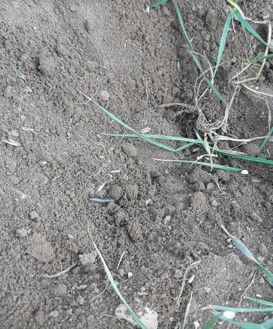 Kütahya’da ’Zabrus’ seferberliği