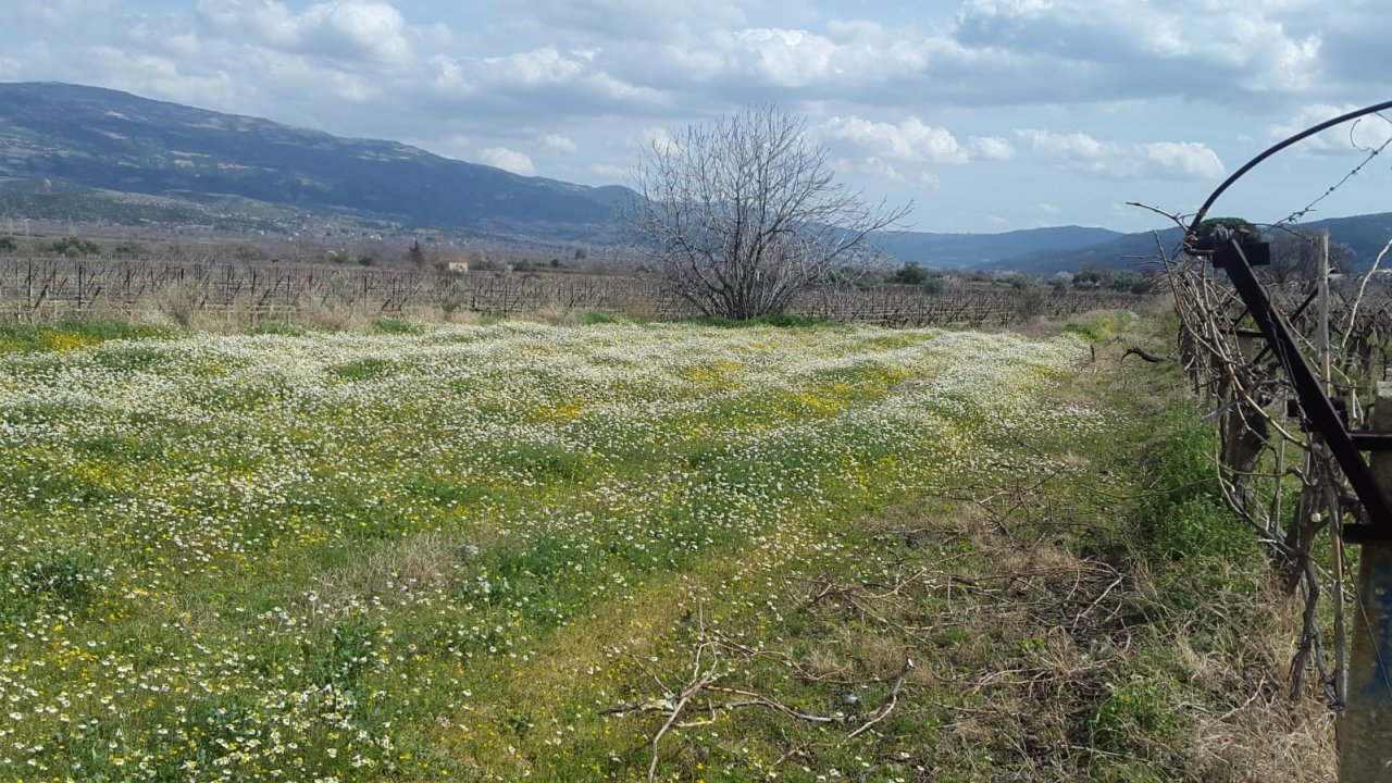 Sarıgöl’e bahar geldi, her yer çiçek açtı