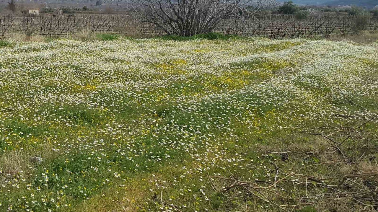 Sarıgöl’e bahar geldi, her yer çiçek açtı