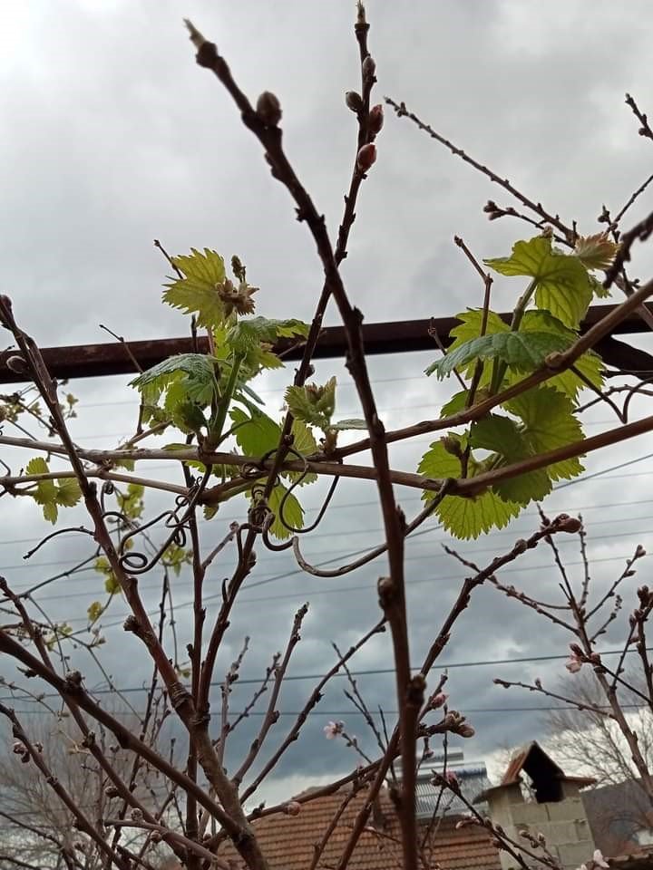 Sarıgöl’e bahar geldi, her yer çiçek açtı