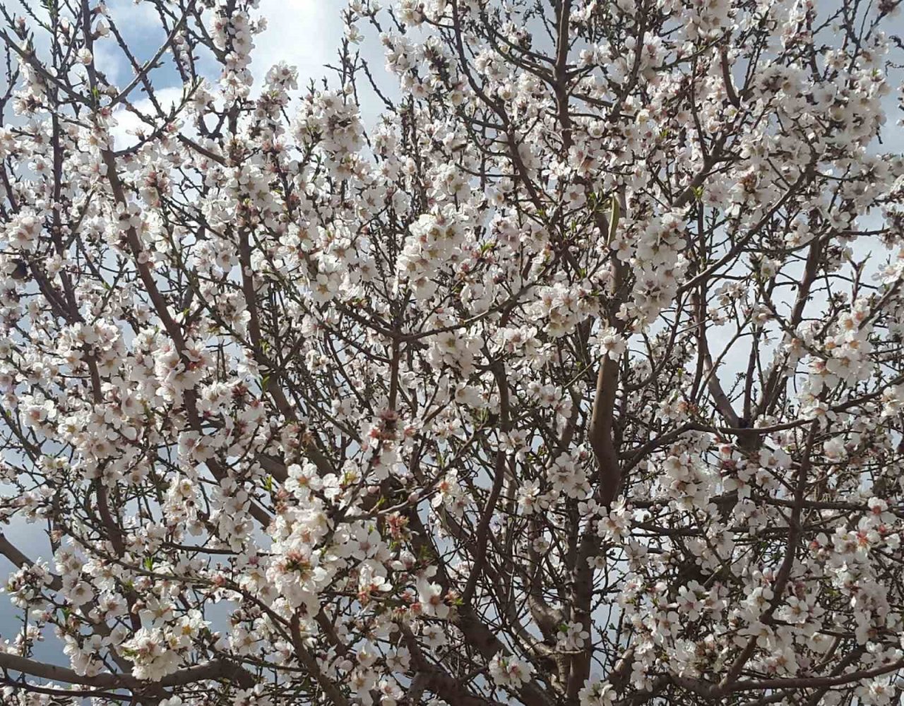 Sarıgöl’e bahar geldi, her yer çiçek açtı