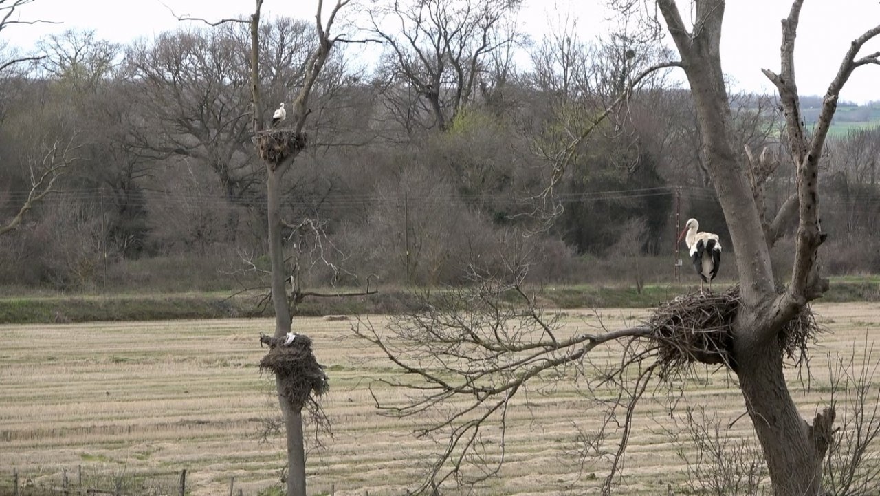 Leylek Ormanı’na leylekler gelmeye başladı