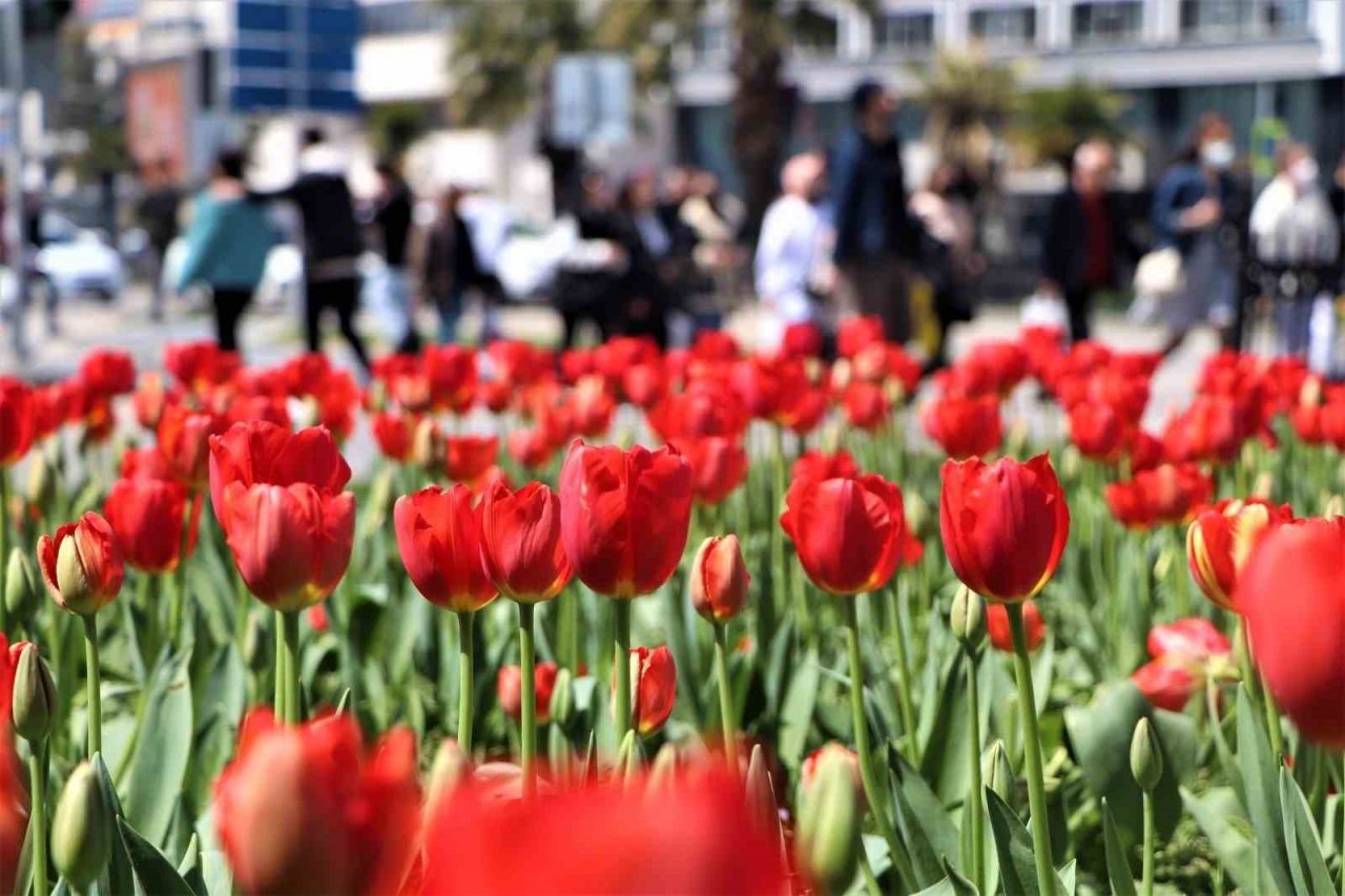 Samsun’a 675 bin çiçek dikilecek