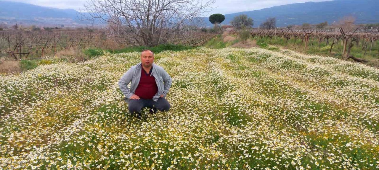 Sarıgöl’e bahar geldi, her yer çiçek açtı