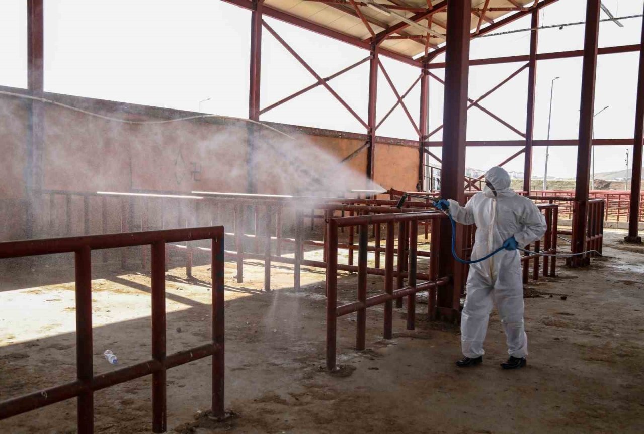 Şap hastalığına karşı ilaçlama çalışması