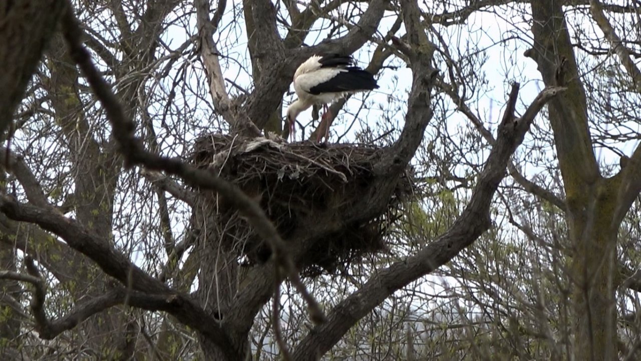 Leylek Ormanı’na leylekler gelmeye başladı